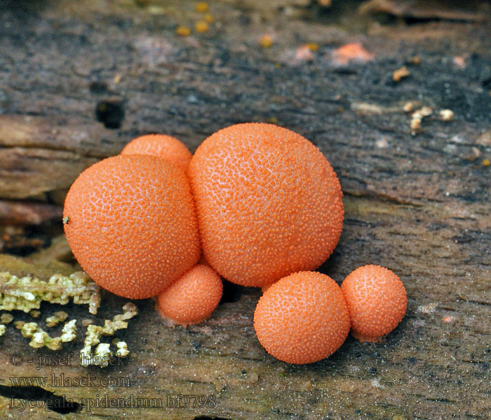 Lycogala epidendrum Vlčí mléko červené Blutmilchpilz Rulik nadrzewny