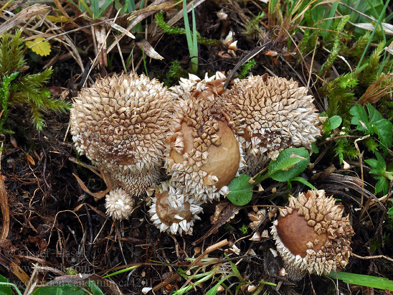 Lycoperdon caudatum Geschwänztsporiger Stäubling