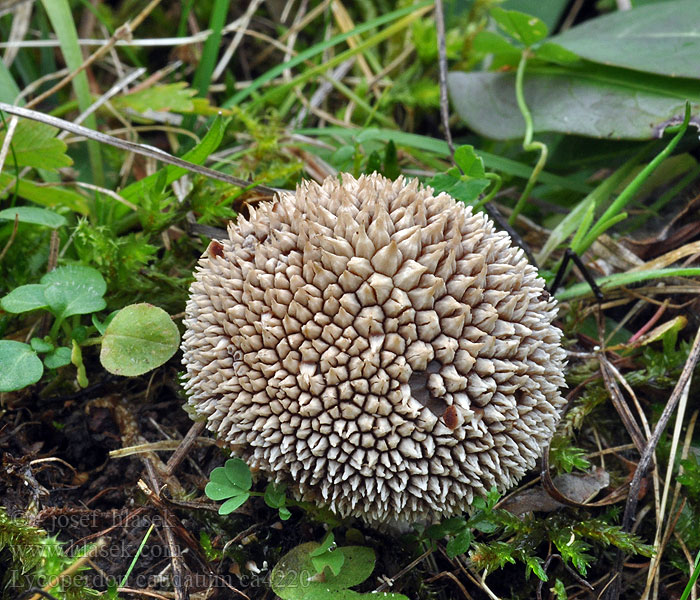 Lycoperdon caudatum Purchawka długostopkowa