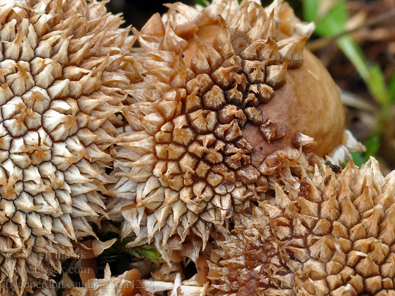 Lycoperdon caudatum Kær-støvbold Pedicel Puffball