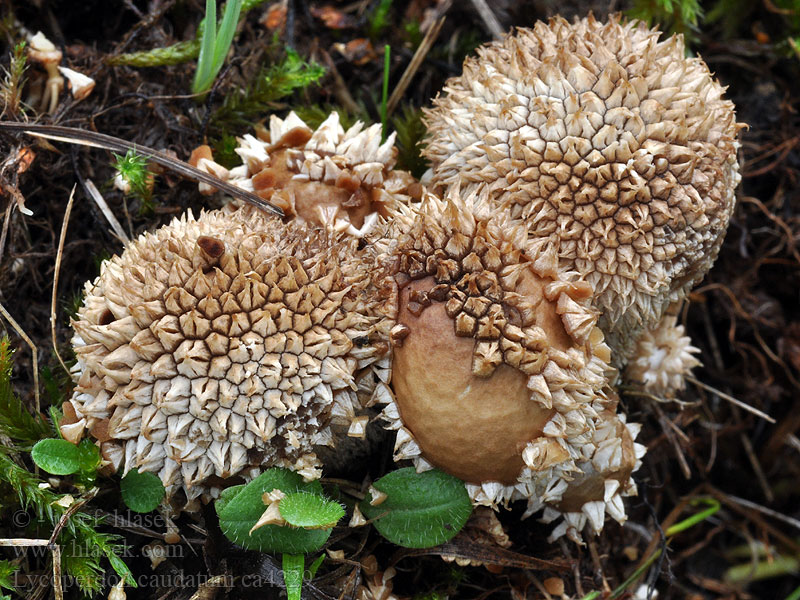 Pýchavka ocasatá Lycoperdon caudatum