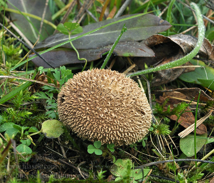 Lycoperdon caudatum Pýchavka ocasatá