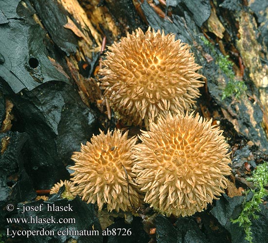 Lycoperdon echinatum Pýchavka ježatá