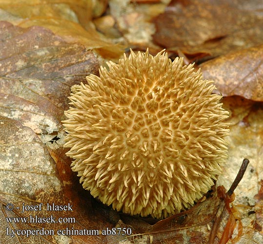 Lycoperdon echinatum ab8750