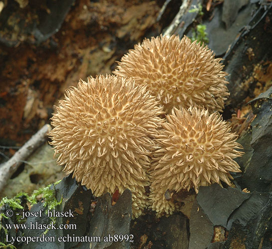 Lycoperdon echinatum ab8992