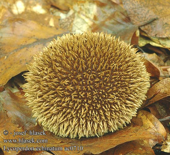 Lycoperdon echinatum Igelstäubling Igel Stäubling Igelbovist