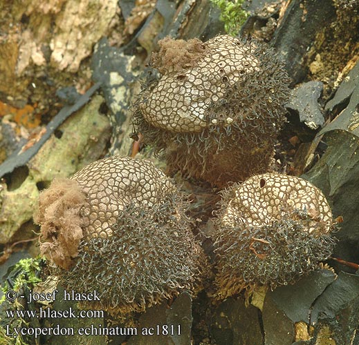 Lycoperdon echinatum Ježasta prašnica