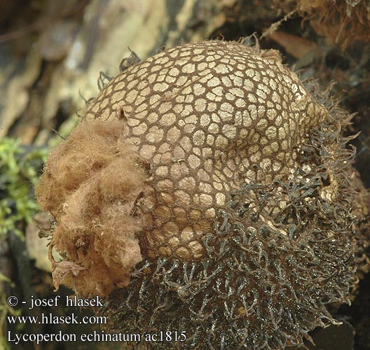 Lycoperdon echinatum Spini Puffball