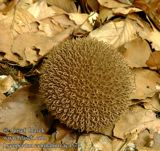 Lycoperdon echinatum Bodljikava puhara Igelkottröksvamp