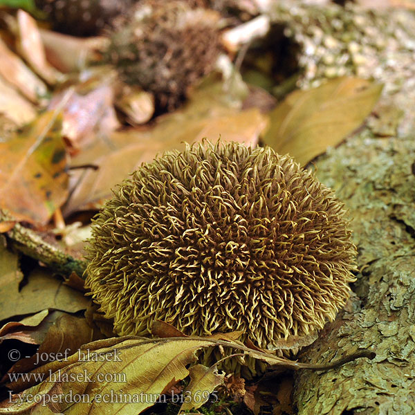 Lycoperdon echinatum bi3695