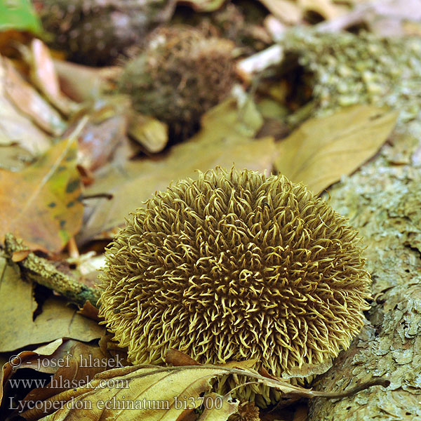 Lycoperdon echinatum bi3700