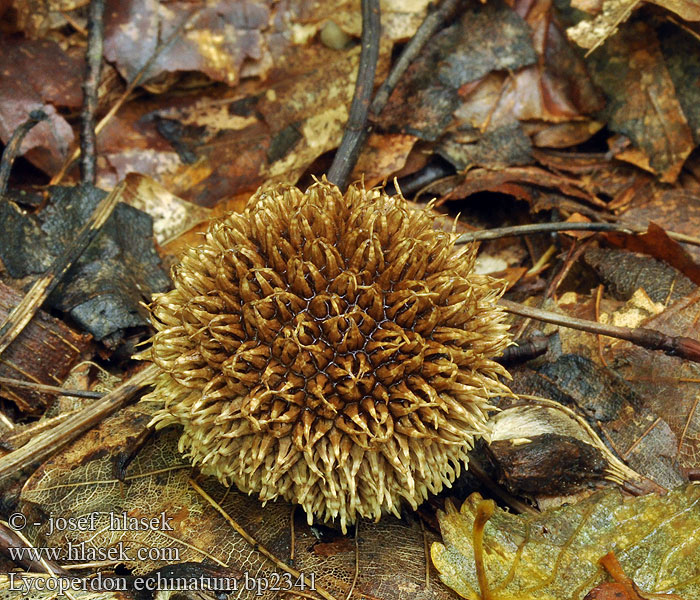 Lycoperdon_echinatum_bp2341