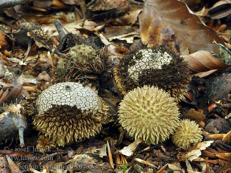 Purchawka jeżowata Lycoperdon echinatum