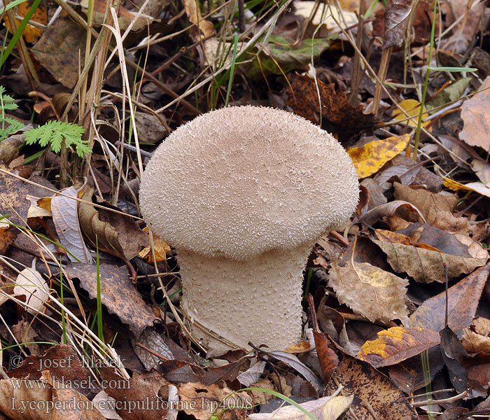 Lycoperdon excipuliforme Pýchavka palicovitá Beutel Groß Stäubling Plooivoetstuifzwam Purchawka workowata Rozpadavec stopkatý Højstokket støvbold Långfotad röksvamp Calvatie en coupe Stilkrøyksopp Головач продолговатый Long stemmed puffball Pestle