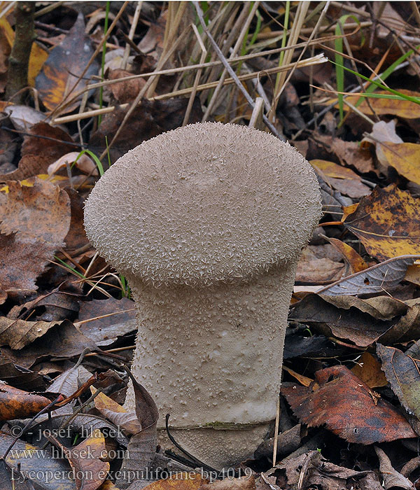 Højstokket støvbold Långfotad röksvamp Calvatie en coupe Stilkrøyksopp Головач продолговатый Long stemmed puffball Pestle