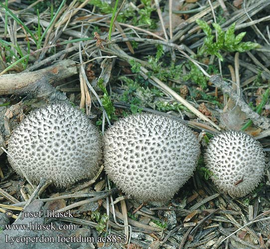 Lycoperdon foetidum Pýchavka horská Stinkender Stäubling Vesse-de-loup fétide noircissante Wolf-fart Puffball Stinking Dark Earth-balls Zwartwordende Stuifzwam bovist Smradna prašnica Smrdljiva puhara Prášnica tmavá Purchawka cuchnąca Mörk röksvamp