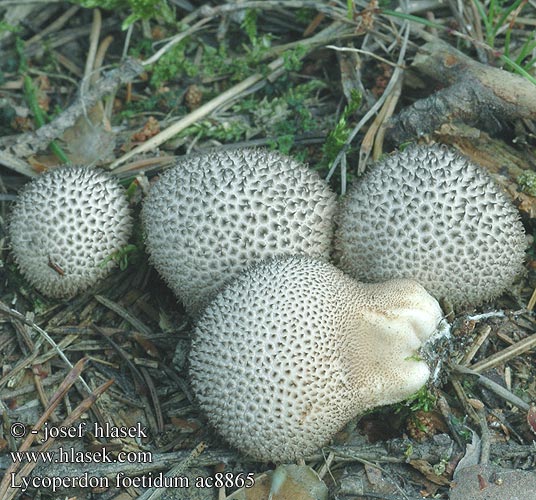 Lycoperdon foetidum Wolf-fart Puffball Stinking Dark Earth-balls Zwartwordende Stuifzwam bovist Smradna prašnica Smrdljiva puhara Prášnica tmavá Purchawka cuchnąca Mörk röksvamp Pýchavka horská Stinkender Stäubling Vesse-de-loup fétide noircissante