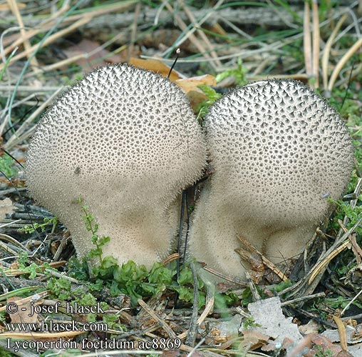 Lycoperdon foetidum Prášnica tmavá Purchawka cuchnąca Mörk röksvamp Pýchavka horská Stinkender Stäubling Vesse-de-loup fétide noircissante Wolf-fart Puffball Stinking Dark Earth-balls Zwartwordende Stuifzwam bovist Smradna prašnica Smrdljiva puhara