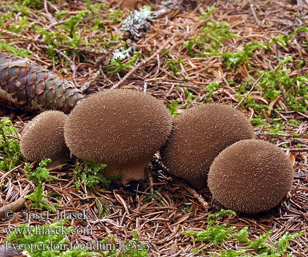 Дождевик зловонный Lycoperdon foetidum nigrescens Pýchavka horská Stinkender Stäubling Vesse-de-loup fétide noircissante Wolf-fart Puffball Stinking Dark Earth-balls Zwartwordende Stuifzwam bovist Smradna prašnica Smrdljiva puhara Prášnica tmavá Purchawka cuchnąca Mörk röksvamp