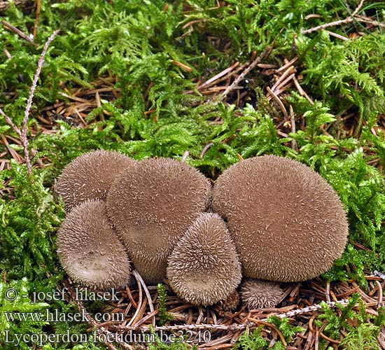 Schwärzender Stinkender Stäubling Vesse-de-loup fétide noircissante Wolf-fart Puffball Stinking Dark Earth-balls Zwartwordende Stuifzwam bovist Smradna prašnica Smrdljiva puhara Prášnica tmavá Purchawka cuchnąca Mörk röksvamp Дождевик зловонный Lycoperdon foetidum nigrescens Pýchavka horská