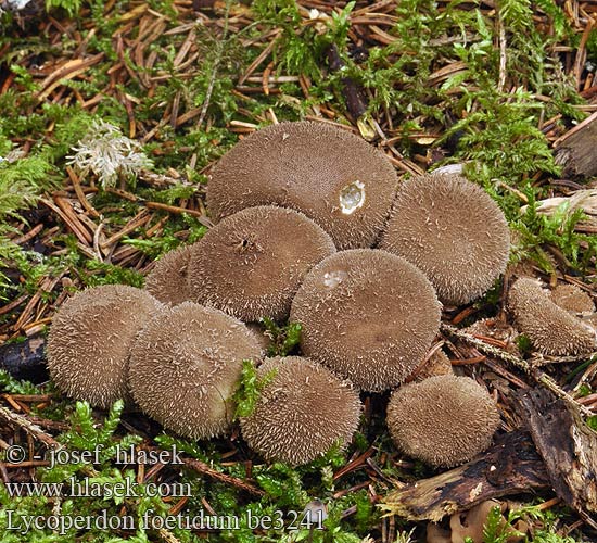 Vesse-de-loup fétide noircissante Wolf-fart Puffball Stinking Dark Earth-balls Zwartwordende Stuifzwam bovist Smradna prašnica Smrdljiva puhara Prášnica tmavá Purchawka cuchnąca Mörk röksvamp Дождевик зловонный Lycoperdon foetidum nigrescens Pýchavka horská Schwärzender Stinkender Stäubling