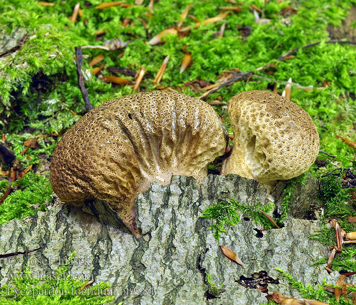 Lycoperdon foetidum nigrescens Pýchavka horská Дождевик зловонный