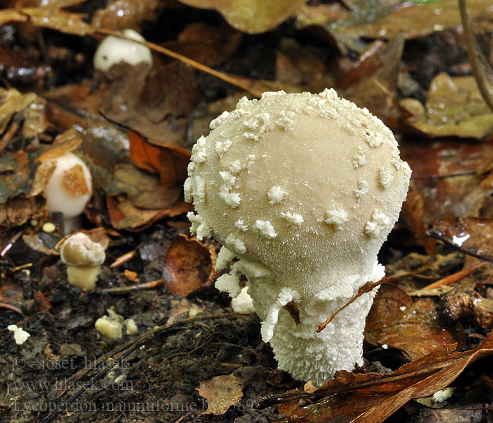 Lycoperdon mammiforme Pýchavka závojová Flocken-Stäubling