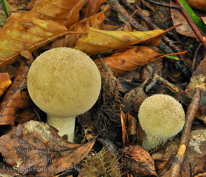 Lycoperdon molle Pýchavka čokoládová Weichlicher Stäubling Zachtstekelige stuifzwam Purchawka miękka Prášnica hnednúca Skov-støvbold Mjuk röksvamp Pehmeätuhkelo Vesse loup molle Brun røyksopp Дождевик мягкий