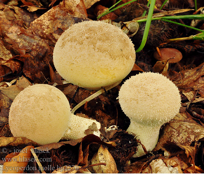 Lycoperdon_molle_bp2270