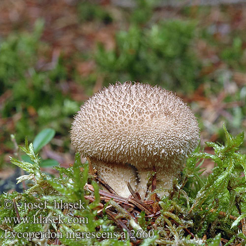 Lycoperdon foetidum nigrescens Pýchavka horská