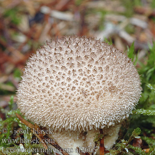 Lycoperdon foetidum Zwartwordende Stuifzwam bovist