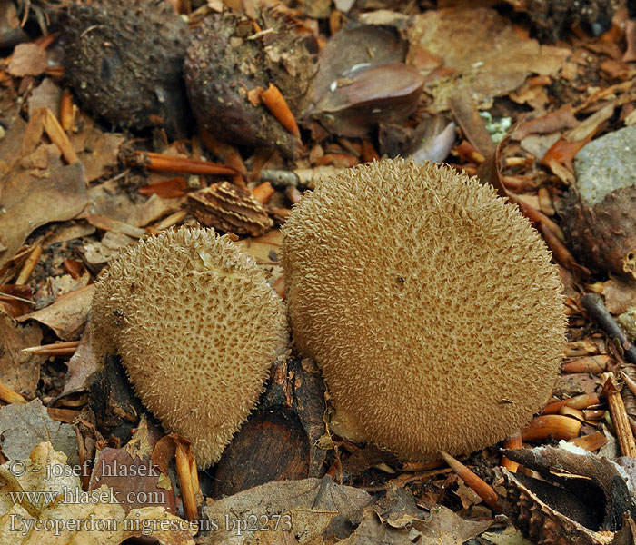 Lycoperdon_nigrescens_bp2273