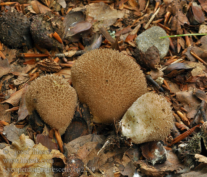 Lycoperdon_nigrescens_bp2279