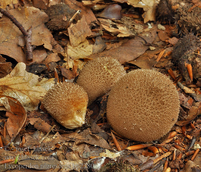 Lycoperdon_nigrescens_bp2280