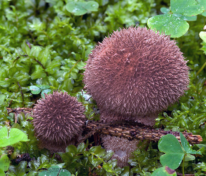 Pýchavka horská Lycoperdon foetidum nigrescens