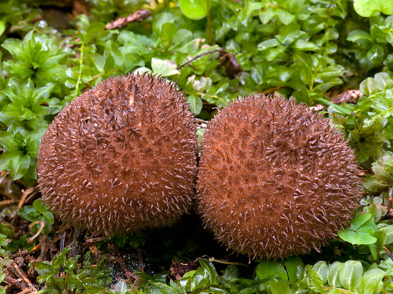 Prášnica tmavá Purchawka cuchnąca Lycoperdon foetidum nigrescens