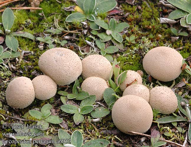 Lycoperdon perlatum Common Puffball Krystal-støvbold känsätuhkelo vesse loup perlée Parelstuifzwam Bimbós pöfeteg Flaschenstäubling Purchawka chropowata Prášnica bradavičnatá Pýchavka obecná Pedo lobo Vårtig röksvamp gemmatum Vorterøyksopp