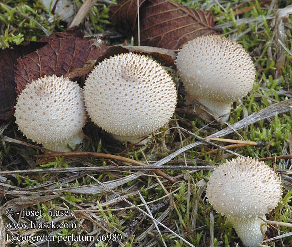 Lycoperdon perlatum Pýchavka obecná Pedo lobo Vårtig röksvamp gemmatum Vorterøyksopp Common Puffball Krystal-støvbold känsätuhkelo Vesse loup perlée Parelstuifzwam Bimbós pöfeteg Flaschenstäubling Purchawka chropowata Prášnica bradavičnatá