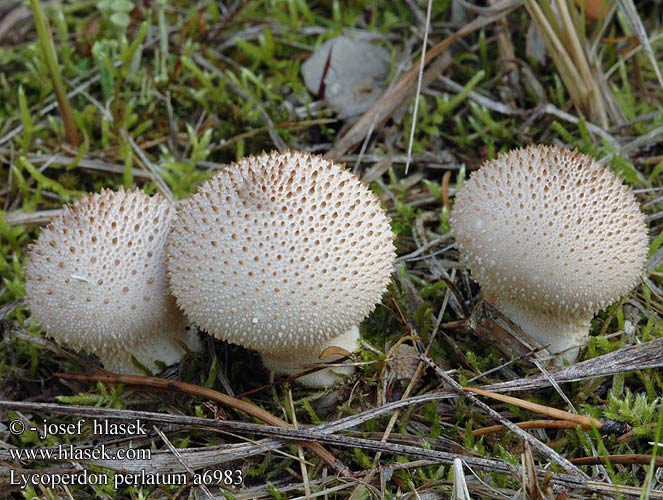 Lycoperdon perlatum Vesse loup perlée Parelstuifzwam Bimbós pöfeteg Flaschenstäubling Purchawka chropowata Prášnica bradavičnatá Pýchavka obecná Pedo lobo Vårtig röksvamp gemmatum Vorterøyksopp Common Puffball Krystal-støvbold känsätuhkelo