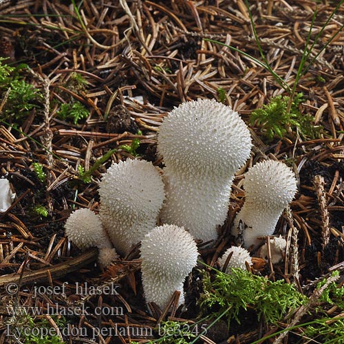 Lycoperdon perlatum be3245