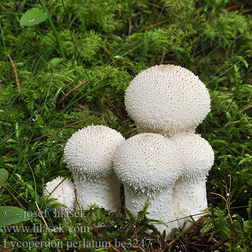 Lycoperdon perlatum be3247