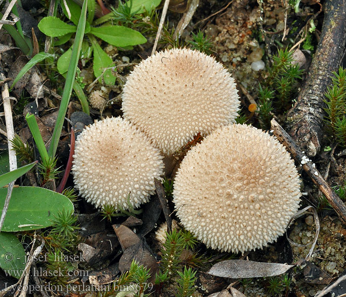 Lycoperdon_perlatum_bm8679