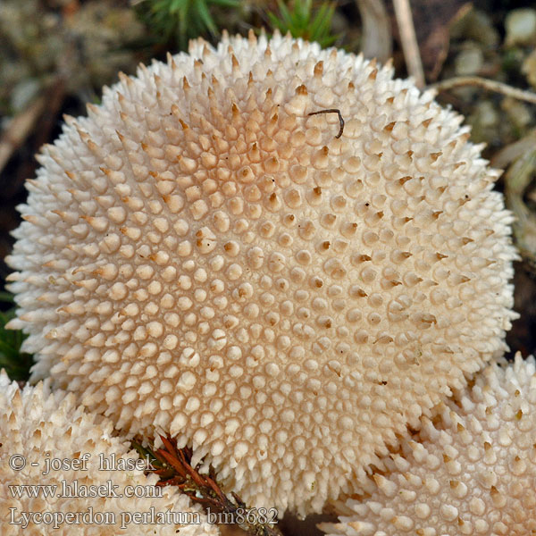  Harilik murumuna Tikvasta puhara Karpotasis pumpotaukšlis Тикваста пухара Дощовик їстівний Lycoperdon perlatum gemmatum Common Puffball Krystal-støvbold Känsätuhkelo Vesse loup perlée Parelstuifzwam Bimbós pöfeteg Flaschenstäubling Purchawka chropowata Prášnica bradavičnatá