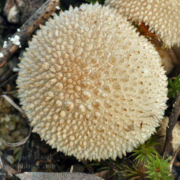  Тикваста пухара Дощовик їстівний Lycoperdon perlatum gemmatum Common Puffball Krystal-støvbold Känsätuhkelo Vesse loup perlée Parelstuifzwam Bimbós pöfeteg Flaschenstäubling Purchawka chropowata Prášnica bradavičnatá