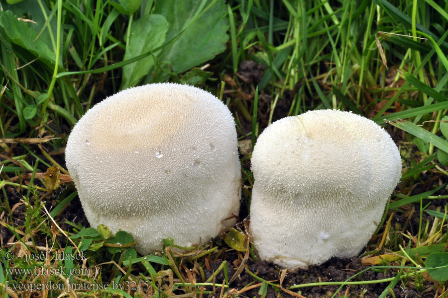 Lycoperdon pratense Vascellum Pýchavka stlačená