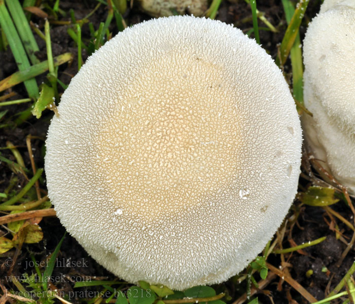 Lycoperdon pratense Wiesen-Stäubling Afgeplatte stuifzwam