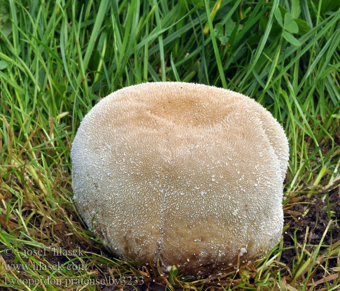 Lycoperdon pratense Flad støvbold Ängsröksvamp Nurmituhkelo