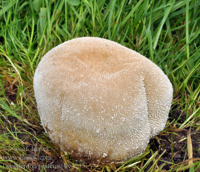 Lycoperdon pratense Engrøyksopp Дождевик луговой Meadow puffball