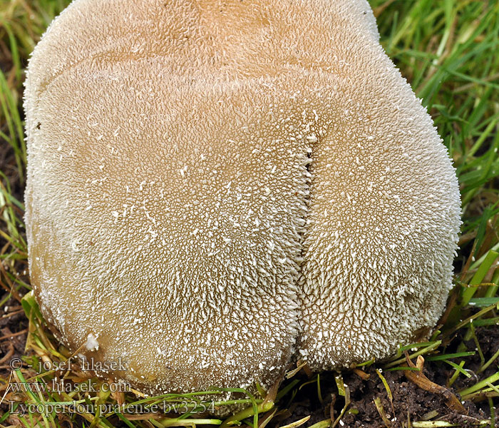 Lycoperdon pratense Pýchavka stlačená