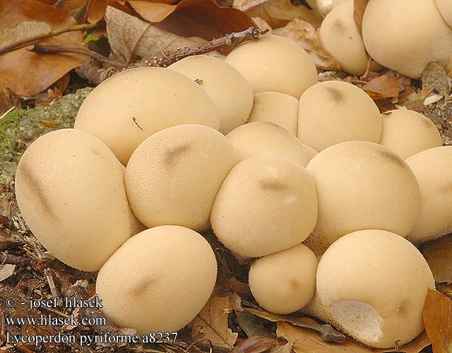 Lycoperdon pyriforme Stump Puffball Pære-støvbold Ryhmätuhkelo Vesse loup forme poire Peervormige stuifzwam Körtealakú pöfeteg Birnenstäubling Purchawka gruszkowata Prášnica hruškovitá Pýchavka hruškovitá Gyttrad röksvamp Pærerøyksopp